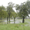 A meadow with trees is under water